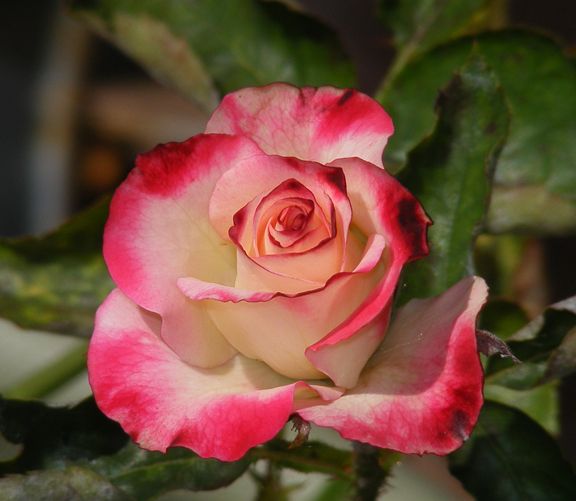 Baldo Villegas photo bv2014_07260039_zpsdda04dd9.jpg